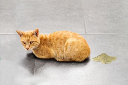 Conseil Vétérinaire - Blog - Mon chat a des calculs urinaires ...