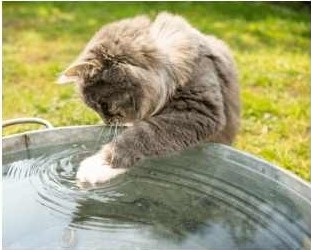 chat joue avec l'eau