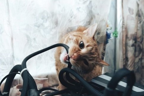 Un chat en train de manger un câble
