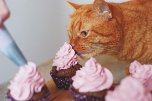 Un chat en train de manger un gâteau 
