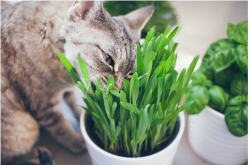 chat mange de l'herbe
