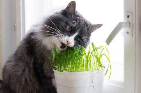 chat mange de l'herbe à chat