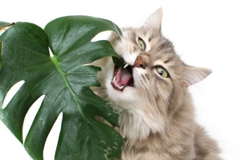 Un chat qui est en train de manger une plante