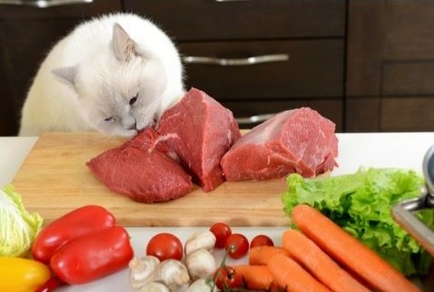 Le chat a besoin d'ingrédients d'origine animale