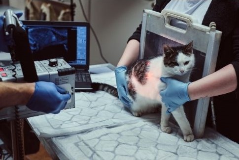 Chat qui fait une radiographie