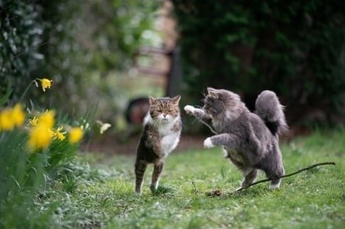 Chats qui s'amusent