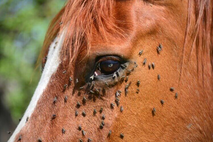 cheval avec mouches