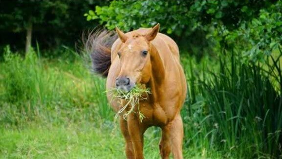 Cheval mange de l'herbe