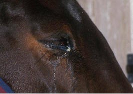 Comment prendre soin des yeux de son cheval 