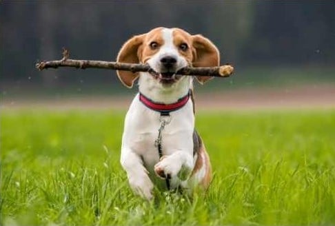 chien avec un b&acirc;ton