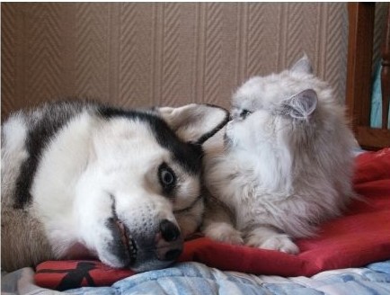 Chat et chien qui se reposent