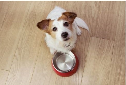 chien avec une gamelle vide