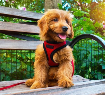 Harnais ou collier : Que choisir pour son chien ?