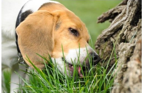 chien qui mange de l'herbe