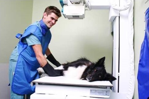 chien en train de faire une radiographie
