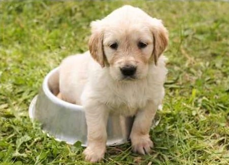 chiot labrador