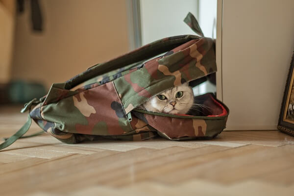Choisir un sac de transport pour chat