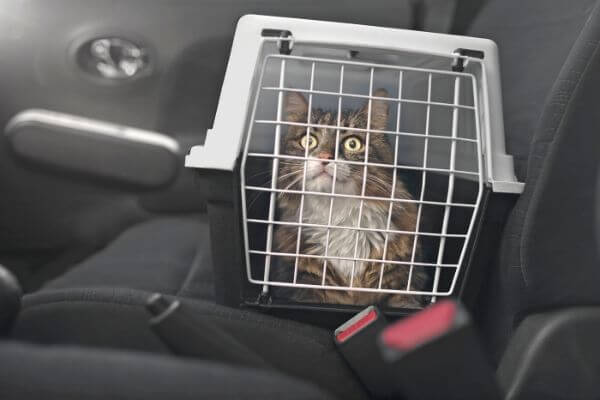 Comment gérer le stress du chat en voiture