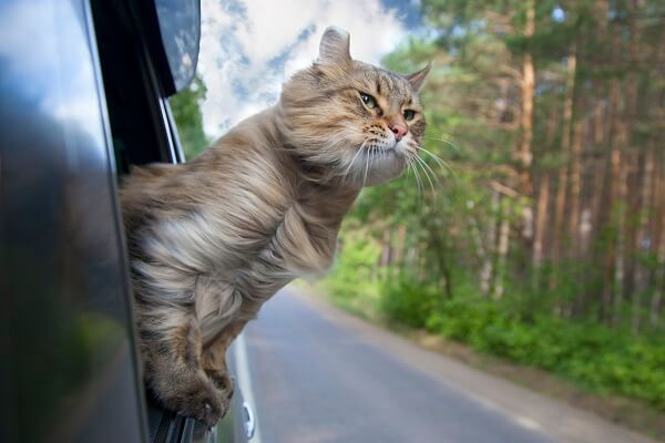 Comment voyager en voiture avec son chat