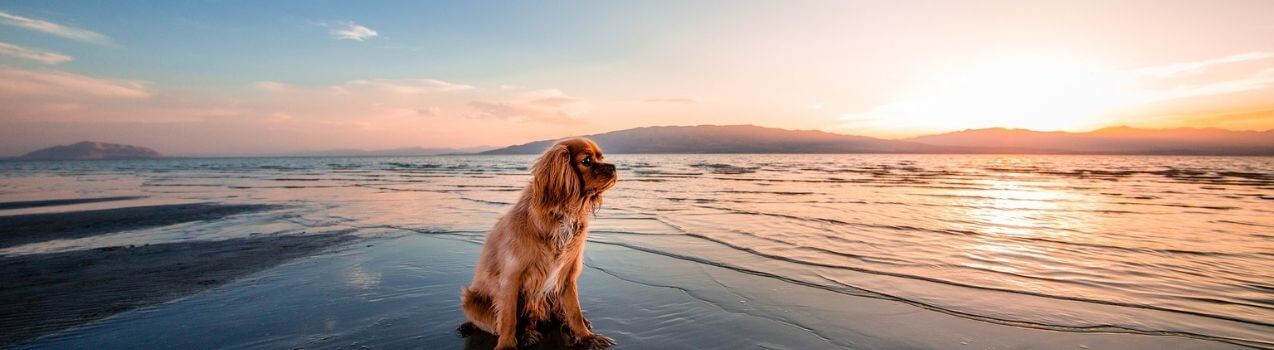 Emmener son chien a la plage