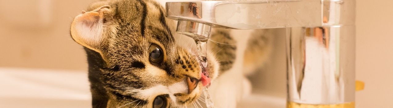 Quelle fontaine a eau pour chat choisir ? 
