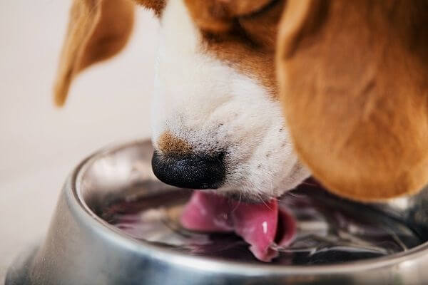 Quelle fontaine à eau choisir pour son chien