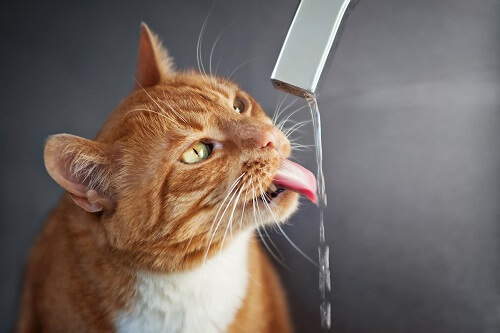 Quelle quantité d eau par jour pour un chat