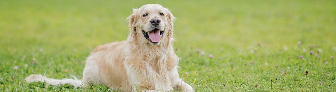 meilleure alimentation chien 
