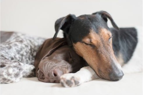 chien qui dort