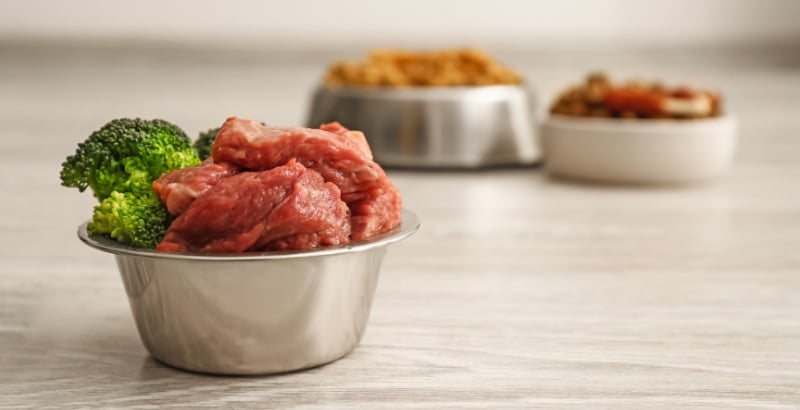 Alimentation chien insuffisance rénale