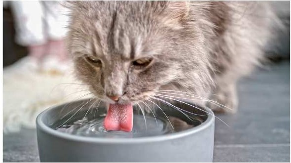 hydratation du chat