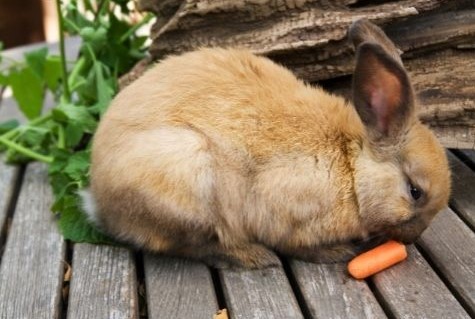 Lapin qui mange des carottes