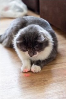 Laser pour chat