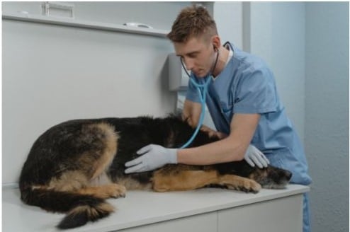 chien chez le v&eacute;t&eacute;rinaire