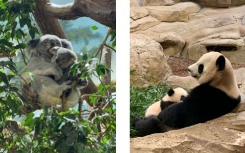 Des pandas et Koalas au Zoo de Beauval