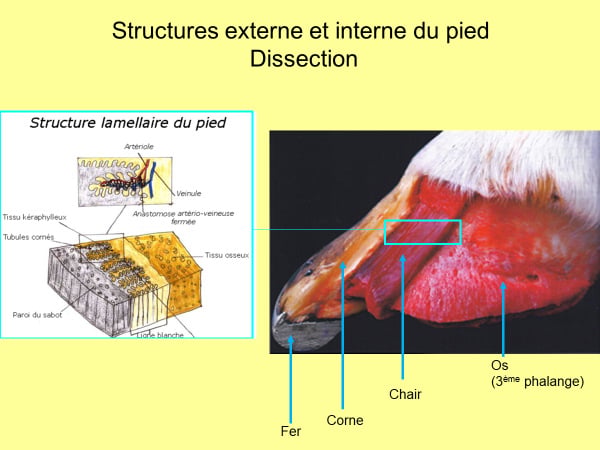 L'anatomie interne du pied du cheval