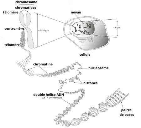 Schéma récapitulatif : du chromosome à l’ADN