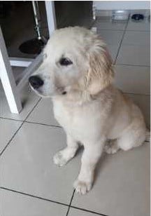 Sunny chiot