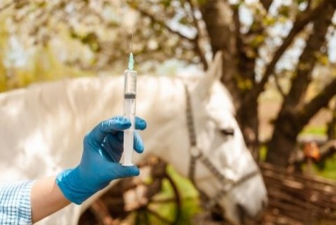 photo vaccin cheval