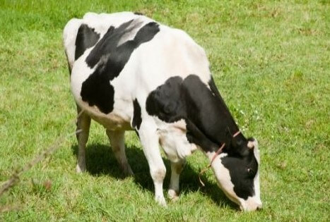 Vache enceinte
